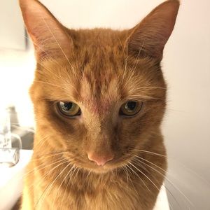 Meet your Posher, Cynthia